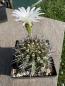 Preview: Acanthocalycium peitscherianum
